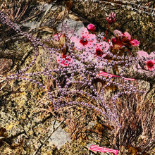 Load image into Gallery viewer, 2023 spider real tree rhinestone web work jacket